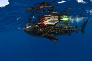 Snorkel en Isla Mujeternera